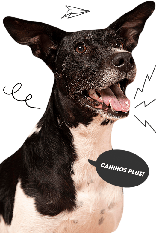 caninos plus colombia sobre nosotros snack premium bully stick colombia 01