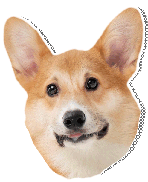 Naturales para Perros Bogota Caninos Plus Colombia Naturales para Perros Bogota Caninos Plus Colombia