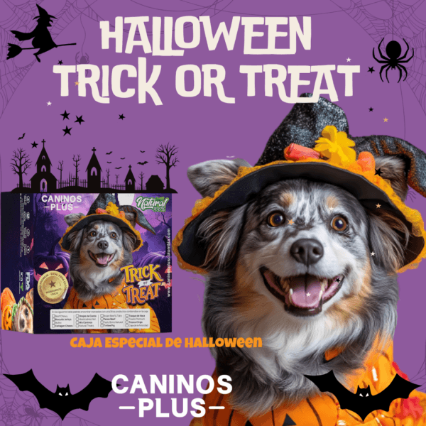 caja hallowen para perros caninosplus